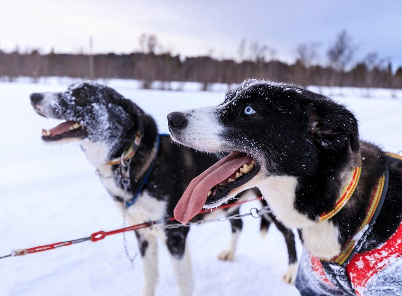 Alaskan husky covered in snow, Alta, Norway