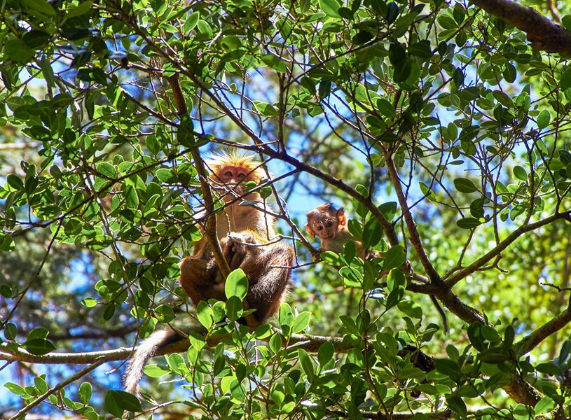 Botanical Gardens Sigiriya, Sri Lanka