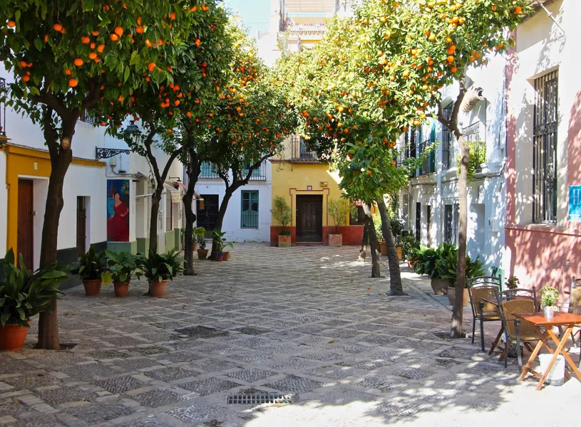 Typical orange trees Barrio Santa Cruz in Seville, Spain