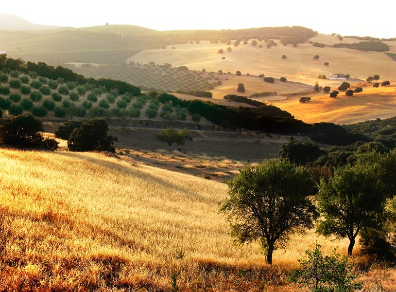 Beautiful sunny views of olive groves in Andalusia, Spain