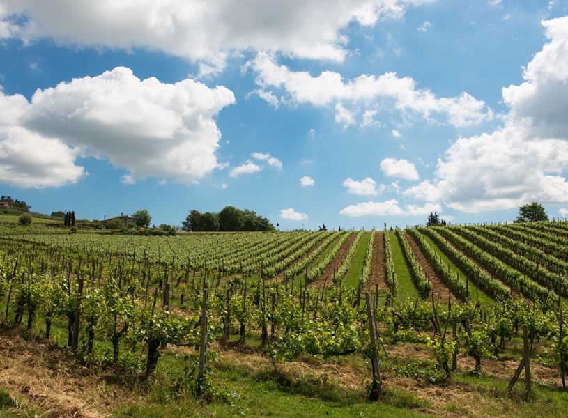 Vineyards, Italy