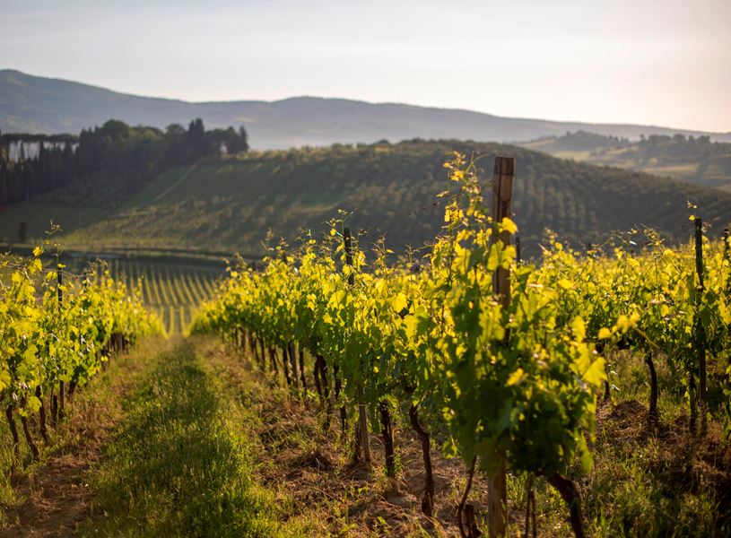Vineyard, Lake Iseo, Italy