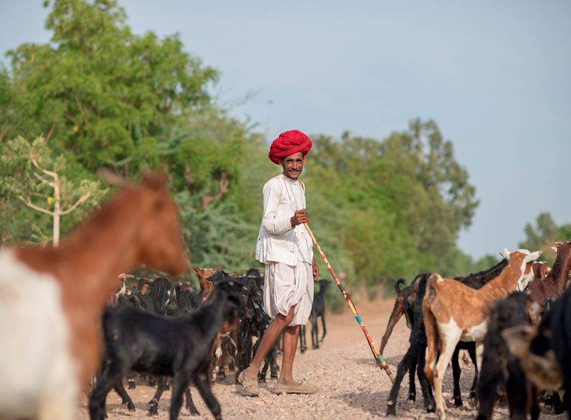 Great Tar Desert Trade Route​, Jaisalmer, India