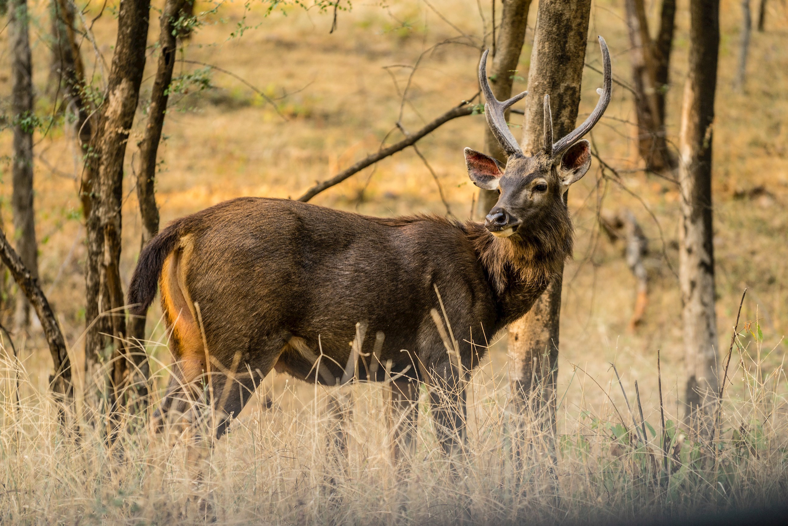 Ranthambore National Park, India