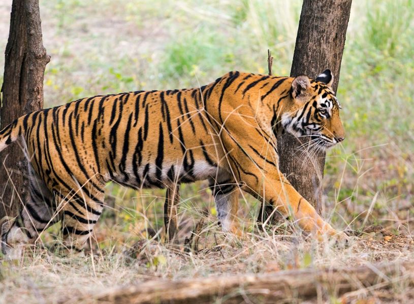 Game Safari Ranthambore, India
