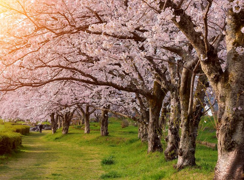 Hirosaki Cherry Blossom Doctor Hirosaki, Japan