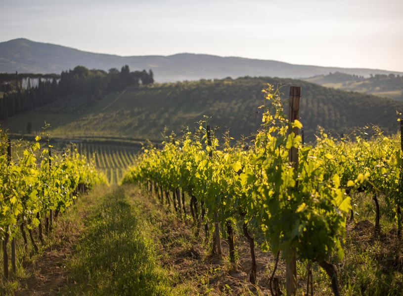 The vineyards around Conegliano, Italy