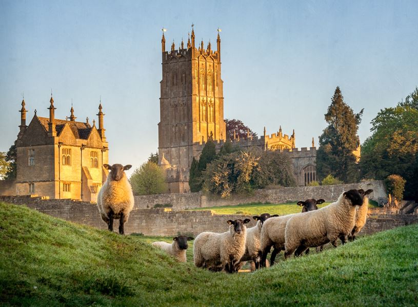 Cotswold sheep near Chipping Campden, Cotswolds, England
