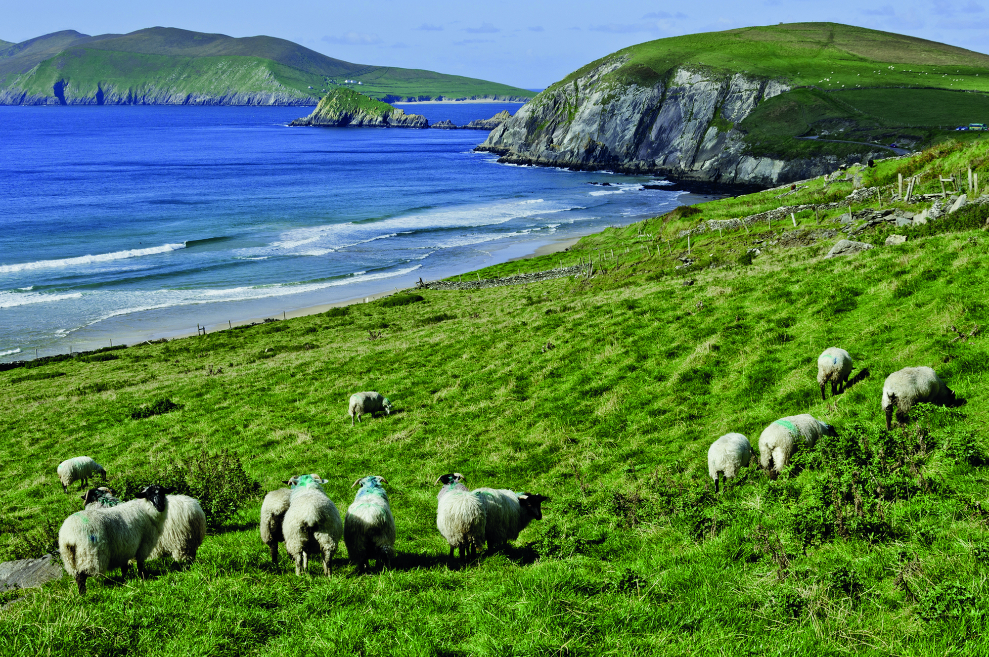Sheep grazing along the Irish Coast in the Dingle, Ireland