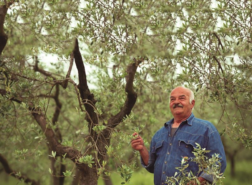 Olive trees and farmer in Alfarnatejo, Spain