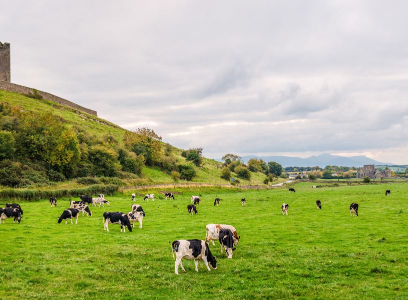 Picturesque field with cows at the bottom of Rock of Cashel in Cashel, Ireland