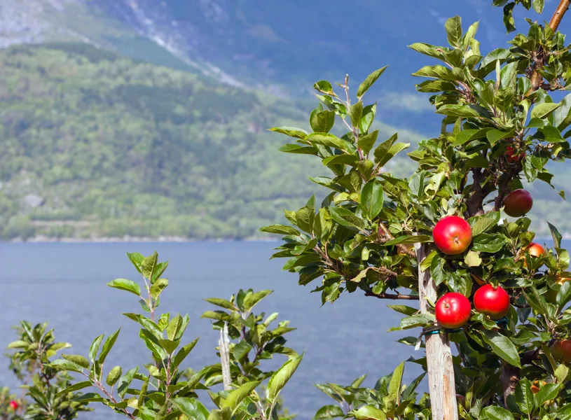 Visit a fruit farm in Hardangerfjord, Norway