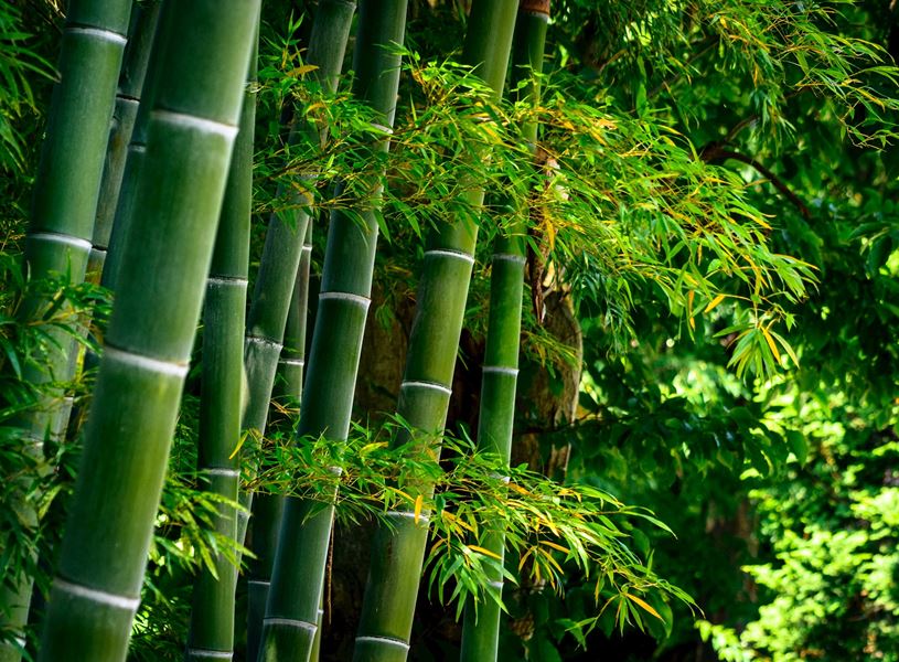 Giouji Temple Bamboo Garden Kyoto, Japan