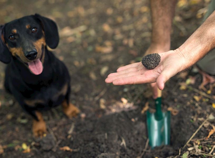Hunt for truffles​, Istria, Croatia​