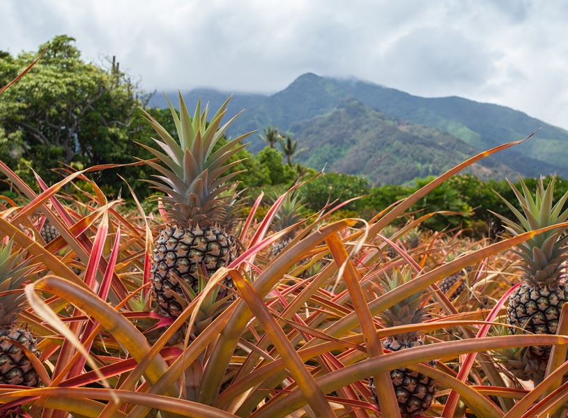 Maui Golden Pineapple Plantation, Maui, USA