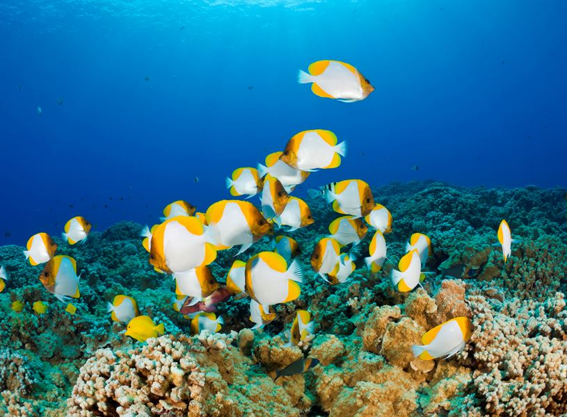 Molokini Snorkeling Trip, Maui, USA