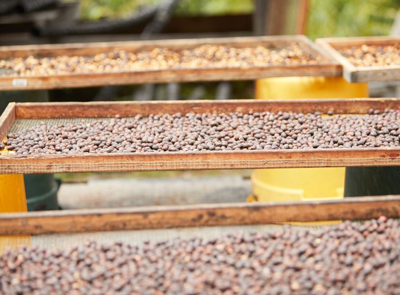 Mountain Thunder Coffee Plantation, Maui, USA