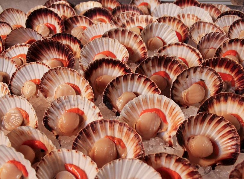 Scallops, Digby, Canada