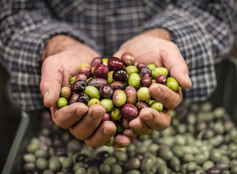 A man holding fresh Olives