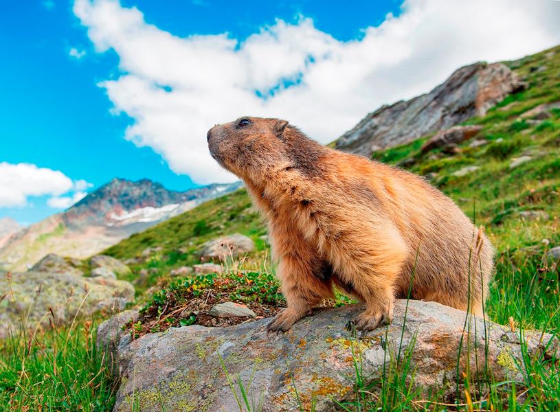 Wild alpine marmot, St Moritz Switzerland