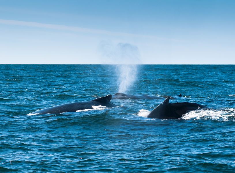 A humpback whales in the Bay of Fundy, Canada