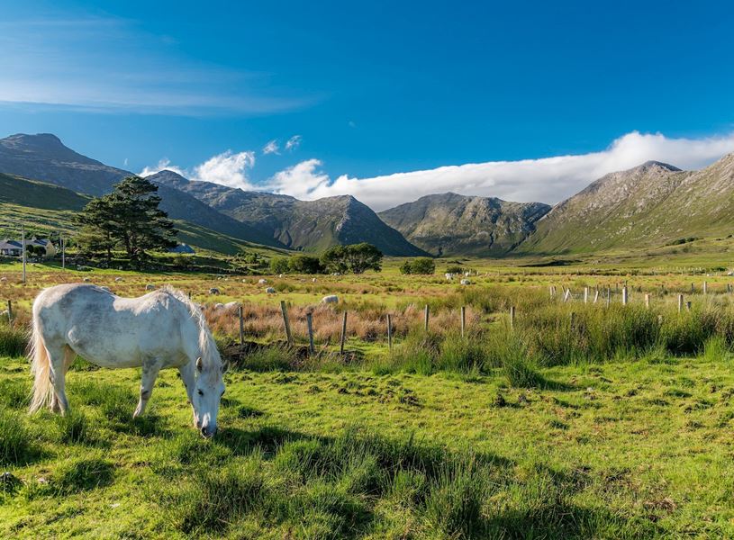 A horse grazing in Connemara, Ireland