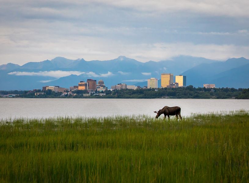 Anchorage Alaska Moose with city in background, Anchorage Alaska, USA