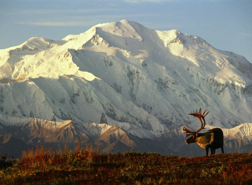 Denali National Park, caribou in front of Mt. McKinley, Alaska, USA