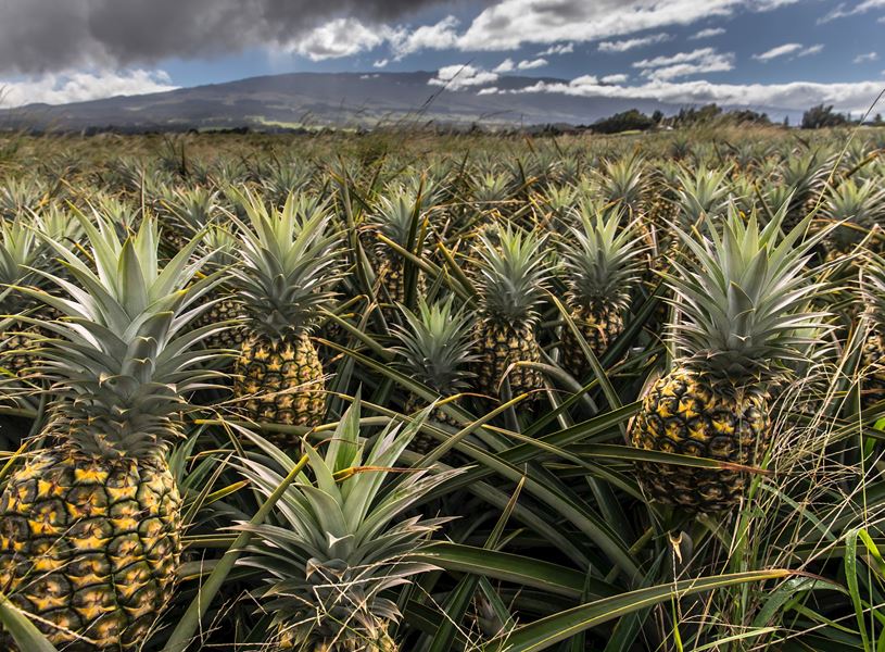 Pineapple Plantation, Maui, Hawaii, USA