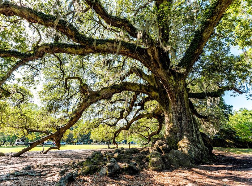 Oldest southern live oak in New Orleans Audubon park, New Orleans, Louisiana, USA