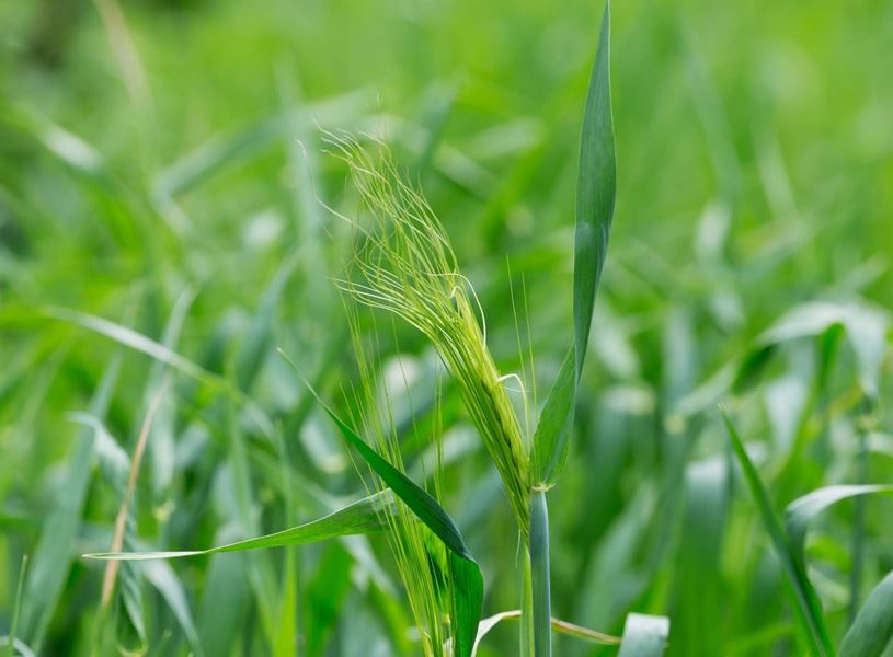 Local Farm Matanuska Valley, Alaska