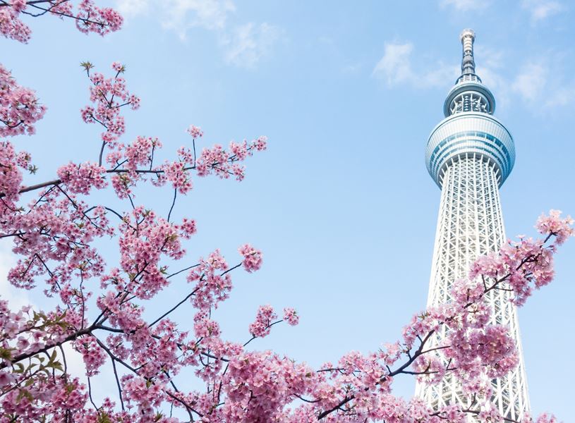 The Tokyo Sky Tree and pink cherry blossoms in Tokyo, Japan