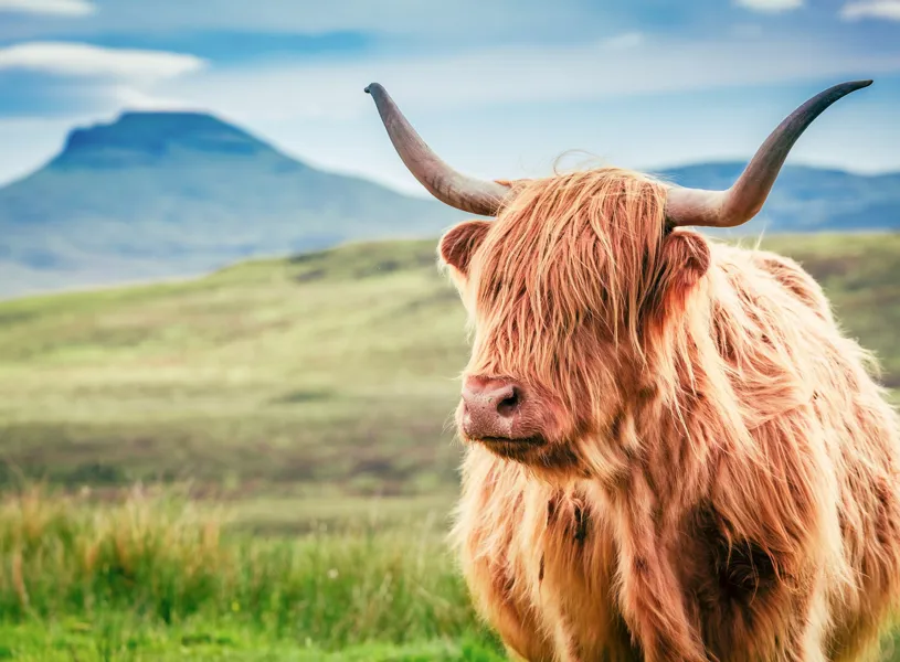 A Highland Cow in the West Highlands, Scotland