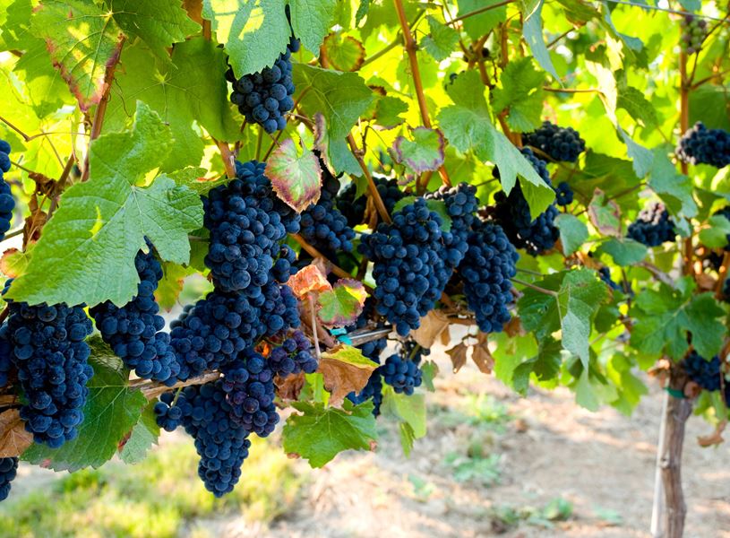 Porter Creek Winery Napa California, Usa