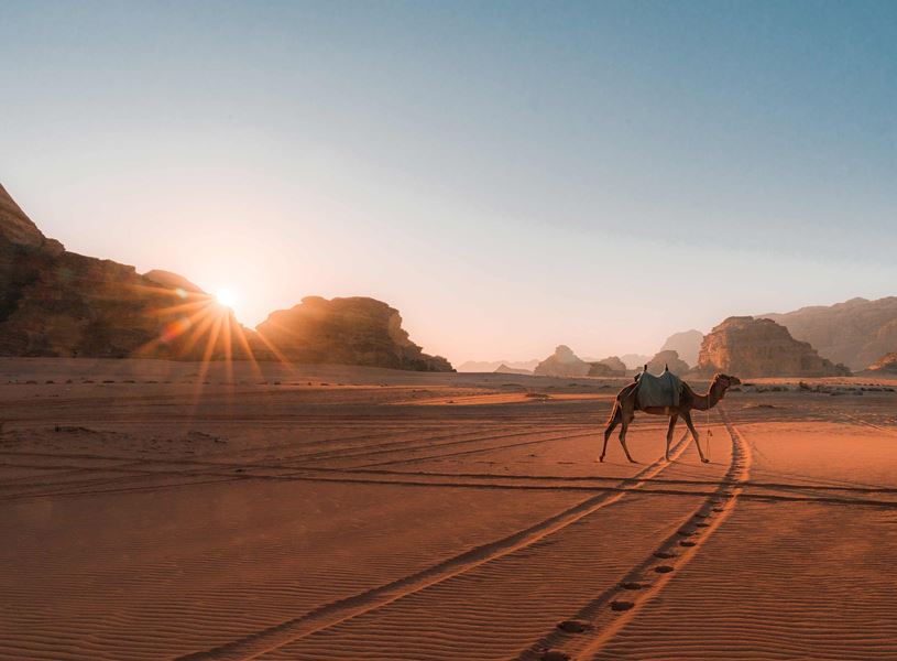 A Camel in the Desert in Wadi Rum, Jordan