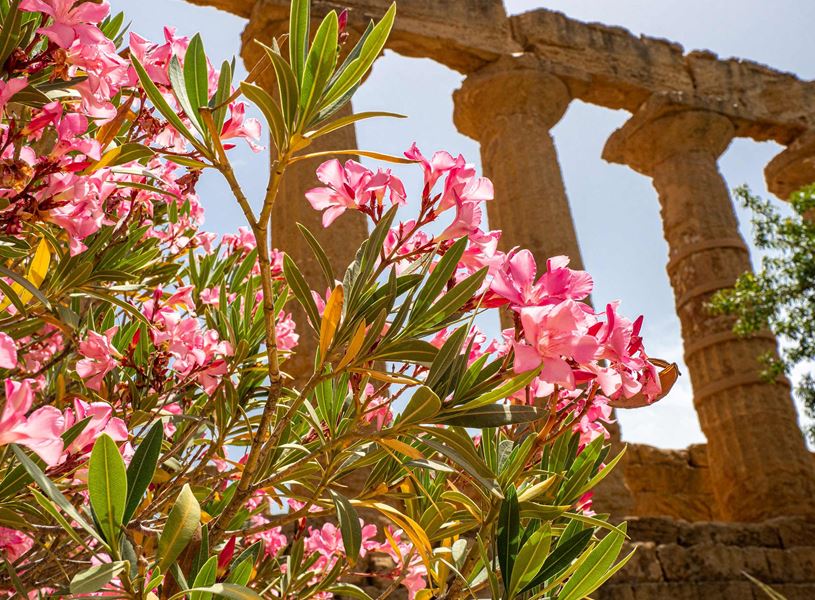 Pink oleander flowers in front of ancient columns at Temple of Juno
