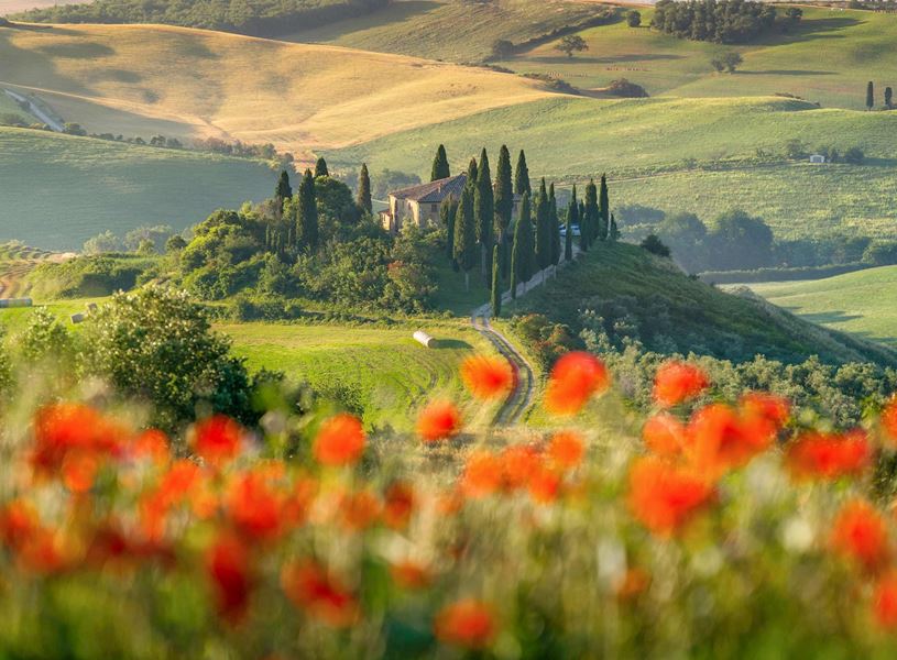 Scenic view of Tuscan countryside with cypress-lined villa and red flowers in foreground