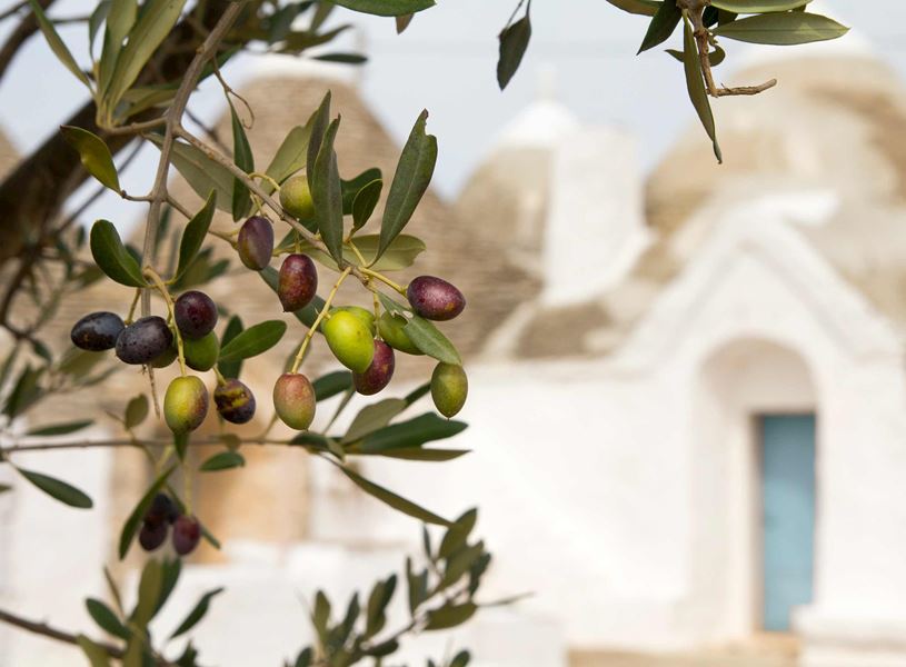 Close-up of ripening olives on a branch with white trulli houses