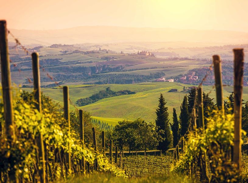 Tuscan vineyard with rows of grapevines and rolling hills at sunset