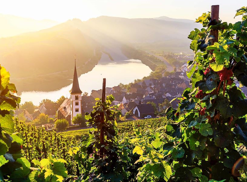 Sunlit vineyard overlooking village, church steeple and Rhine River