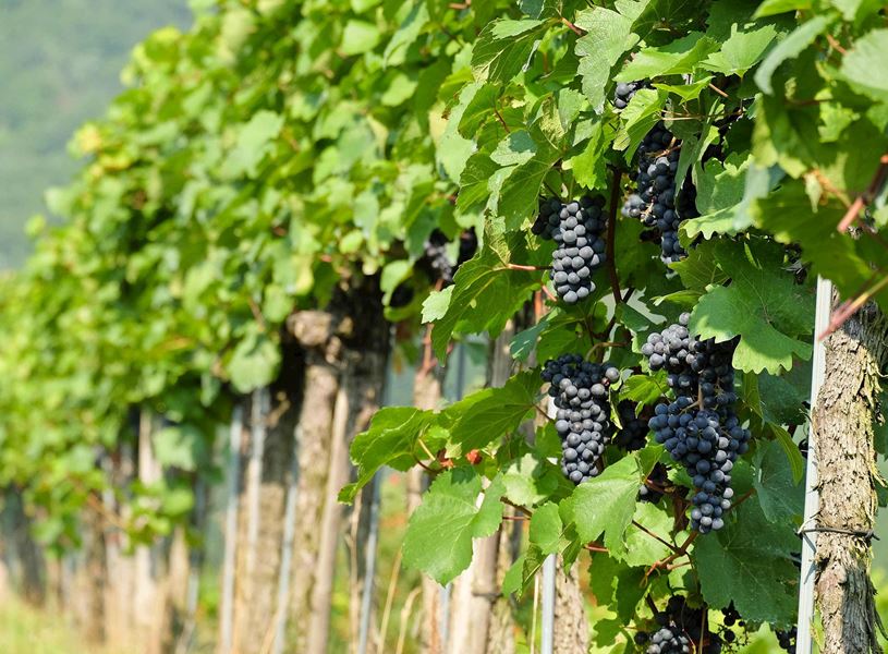 Vineyard and ripe grapes in Wachau Valley, Austria