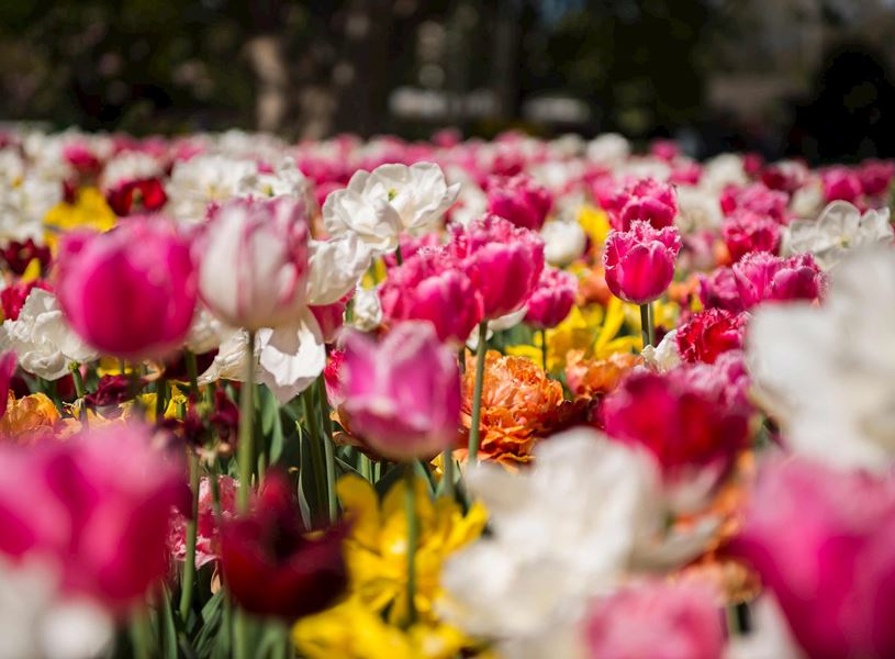 Field of colourful tulips in bloom under sunlight