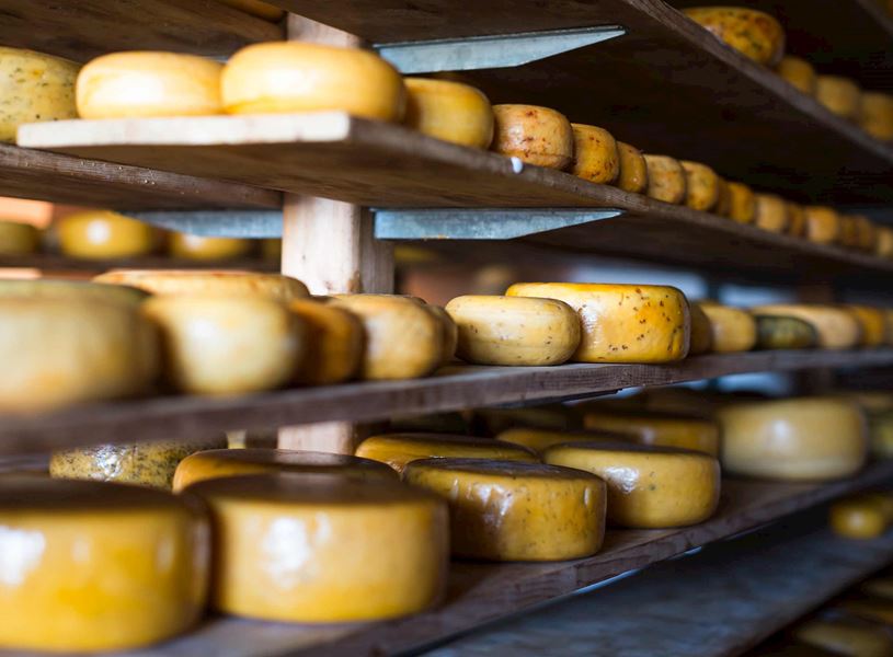 Rows of traditional Gouda cheese wheels aging on wooden shelves
