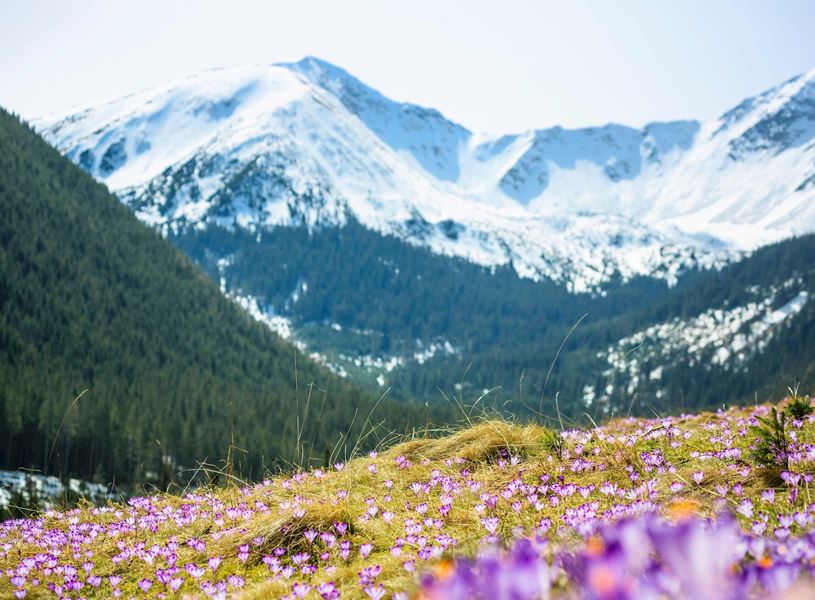 Meadow in Tatra Mountains, Poland