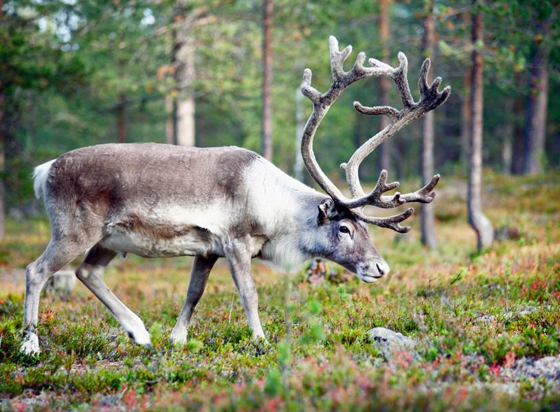 Reindeer with large antlers in Forest, Rovaniemi, Finland