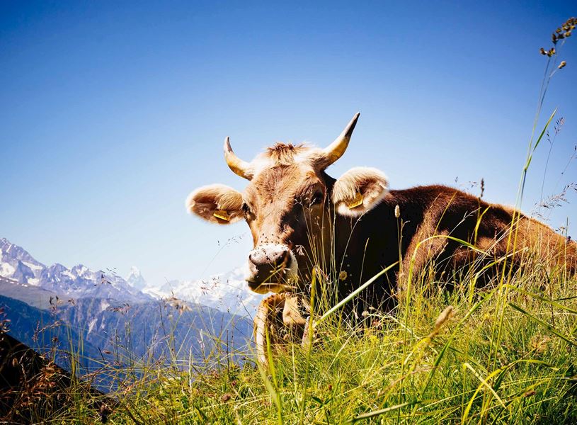 Cow in field in Interlaken, Switzerland