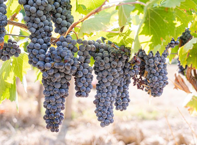 Sunlit vineyard with purple grape clusters on green leafy vines