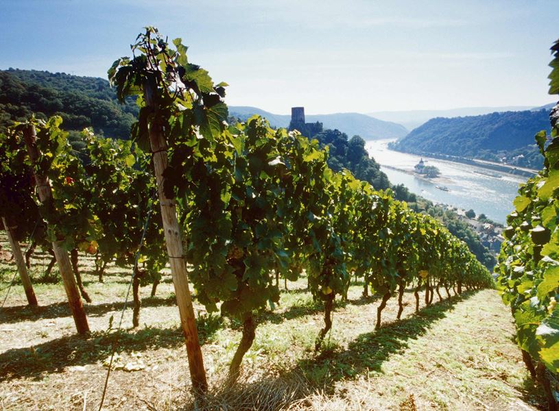 Hillside vineyard overlooking Rhine River in Germany