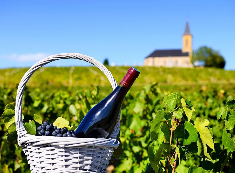 Wine bottle and purple grapes in white wicker basket among grapevines