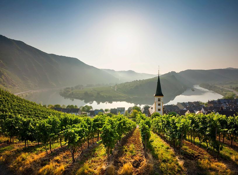 Sunlit vineyard overlooking village, church steeple and winding Rhine River